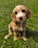 Australian Labradoodle teefje met Wala stamboom, Dieren en Toebehoren, Honden | Retrievers, Spaniëls en Waterhonden, Overige rassen