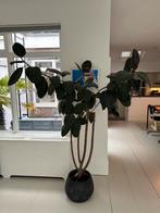 Ficus elastica/rubber boom met pot, Huis en Inrichting, Kamerplanten, Ficus, 150 tot 200 cm, Halfschaduw, Ophalen