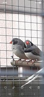 Zwartwang Zebravinken, Dieren en Toebehoren, Vogels | Overige Vogels, Meerdere dieren