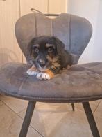 Jack-russell pups laagbenig ruwharig ouders aanwezig, Dieren en Toebehoren, Honden | Jack Russells en Terriërs, Jack Russell Terriër