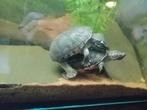 Muskusschildpadden, Dieren en Toebehoren, Reptielen en Amfibieën, Schildpad, Met terrarium, 3 tot 6 jaar