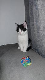 Kater Oreo geboren 5 mei 2025, Dieren en Toebehoren, Kater, 0 tot 2 jaar