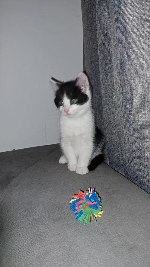 Kater Oreo geboren 5 mei 2025, Dieren en Toebehoren, Katten en Kittens | Overige Katten, Kater, 0 tot 2 jaar