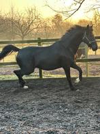 Dressuur paard, Met stamboom, Ruin, Dressuurpaard, 3 tot 6 jaar