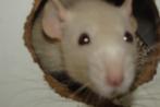Ratten., Dieren en Toebehoren, Knaagdieren, Rat, Mannelijk, Tam, September