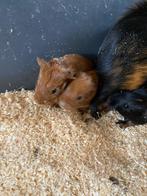 Jonge cavia’s, Cavia, Februari, Meerdere dieren, Tam