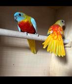 Turquisine pop van 2024, Dieren en Toebehoren, Vogels | Overige Vogels, Vrouwelijk, Geringd