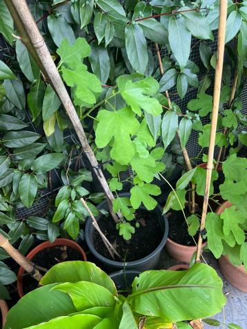 Vijgenboom vijgen plant 130 cm Diverse stekken in pot 130 cm beschikbaar voor biedingen