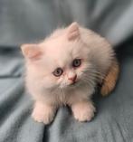 🇱🇺🇧🇪 kitten katertje point blue eyes kindvriendelijk, Kater, Gechipt, 0 tot 2 jaar