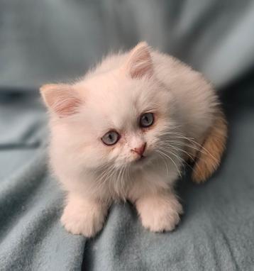 🇱🇺🇧🇪 kitten katertje point blue eyes kindvriendelijk beschikbaar voor biedingen