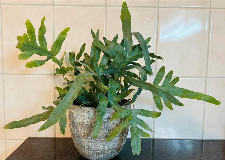 Mooie Blauwe Zinkvaren, Huis en Inrichting, Kamerplanten, Overige soorten, Minder dan 100 cm, Groene kamerplant, Halfschaduw, In pot