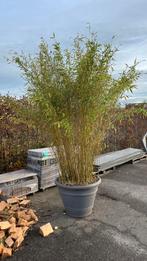 Bamboe in pot, Tuin en Terras, Bloeit niet, Halfschaduw, Overige soorten, Ophalen