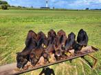 6 angus stierkalveren te koop, Dieren en Toebehoren, Mannelijk, 0 tot 2 jaar