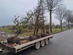 bomen en planten, Volle zon, Lente, 250 tot 400 cm, Overige soorten