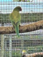 Groen violet halsbandparkiet, Dieren en Toebehoren, Vogels | Parkieten en Papegaaien, Geslacht onbekend, Parkiet