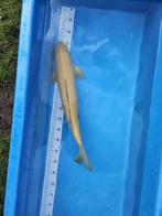 Karashigoi 55 cm + koi, Dieren en Toebehoren, Karper of Koi