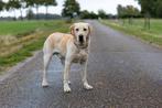 Mooie labrador reu raszuiver ED HD Spondylose vrij, Nederland, Reu, CDV (hondenziekte), 1 tot 2 jaar