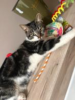 Poes 9 maanden poes 4 jaar, Ophalen of Verzenden
