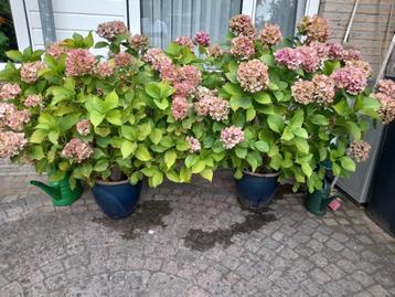 2 Mega Hortensia's  beschikbaar voor biedingen