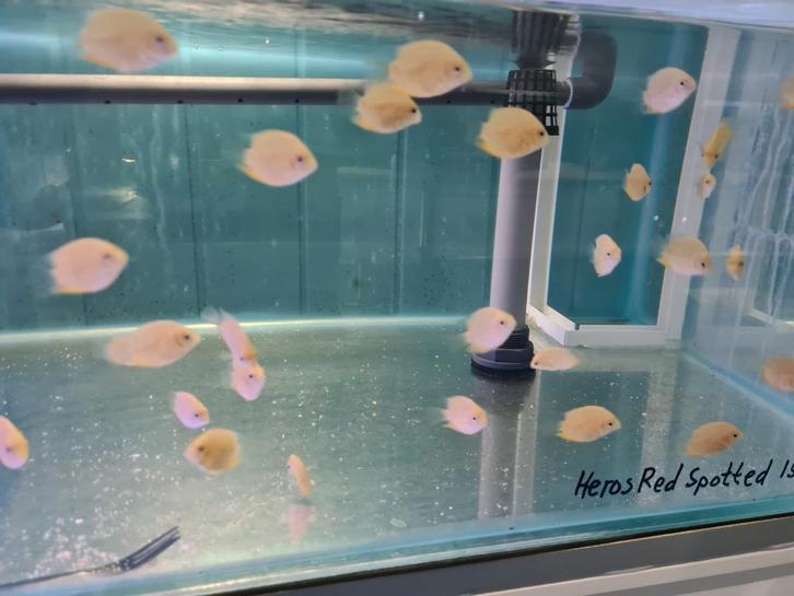 Heros Red Spotted Cichliden, Dieren en Toebehoren, Vissen | Aquariumvissen, Zoetwatervis, Vis