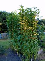 Aardpeer Knollen - Verse oogst!, Volle zon, Ophalen of Verzenden, Herfst, Groenteplanten