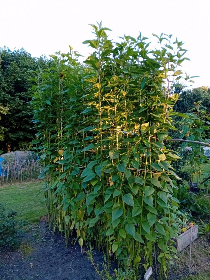 Aardpeer Knollen - Verse oogst!, Tuin en Terras, Planten | Tuinplanten, Vaste plant, Groenteplanten, Volle zon, Herfst, Ophalen of Verzenden
