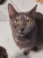 Misae, 12-1-2021 zwanger gered uit een colonie, Dieren en Toebehoren, Poes, Kortharig, 3 tot 5 jaar