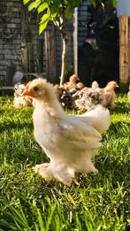 Cochin kuikentjes glad- en krulveer te koop aangeboden., Dieren en Toebehoren, Pluimvee, Mannelijk, Kip