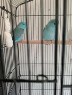 Forpussen, Meerdere dieren, Dwergpapegaai of Agapornis, Geringd