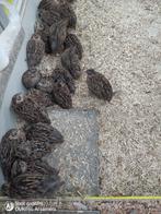 2-2 Montezuma kwartels 2025, Meerdere dieren, Tropenvogel, Geringd