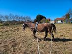 Training voor paard en ruiter: respect, vertrouwen en plezie