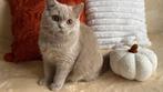 Anise – Brits Korthaar poes (lila) met stamboom, Dieren en Toebehoren, Katten en Kittens | Raskatten | Korthaar, Poes, Gechipt