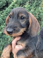 Leuke ruwhaar teckel pups, Dieren en Toebehoren, Standaard, 8 tot 15 weken, CDV (hondenziekte), Meerdere