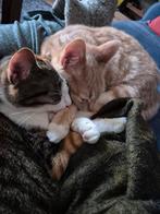 Poes en Bella, 1 jaar oud, gesteriliseerd & gechipt), Dieren en Toebehoren, Katten en Kittens | Overige Katten, Poes