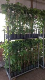 Blauwe regens 3 kleuren supet super kwaliteit nu  of nooit, Ophalen, Vaste plant, Halfschaduw, Klimplanten
