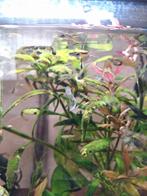 Te koop endler guppen, Dieren en Toebehoren, Ophalen, Gevuld zoetwateraquarium