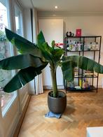 Prachtige bananenplant, Huis en Inrichting, Kamerplanten, Palm, 150 tot 200 cm, Ophalen of Verzenden, Halfschaduw