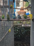 Grasparkieten, Meerdere dieren, Parkiet