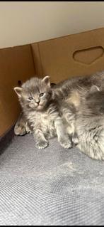 Mooie maine coon/britse korthaar kittens, Poes, Ingeënt