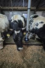 Belgisch blauwe pinken., Dieren en Toebehoren, Januari, Vrouwelijk