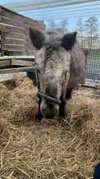 Shetlanders zoeken verzorgster, Ophalen of Verzenden, Nieuw