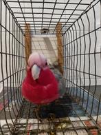 Kweekman Rosè kaketoe en een dubbele..., Dieren en Toebehoren, Vogels | Parkieten en Papegaaien, Mannelijk, Papegaai