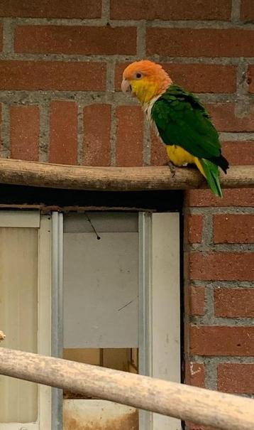 Roestkop caique pop beschikbaar voor biedingen