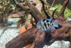 Blue Polar Parrot & Sewellia lineolata alle 2 samen, Vis, Zoetwatervis