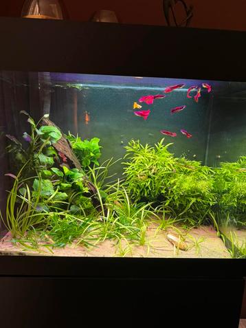 Oase styleline 85 met kast beschikbaar voor biedingen