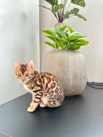 Super mooie stamboom bengaal kittens 3 en 4 maanden oud, Dieren en Toebehoren, Katten en Kittens | Raskatten | Korthaar, Kater