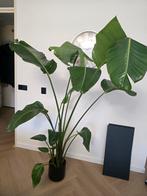 Strelitzia Nicolai, Huis en Inrichting, Kamerplanten, Ophalen, Volle zon, 150 tot 200 cm