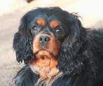 Cavalier King Charles Spaniel 4 1/2 jaar oud, Rabiës (hondsdolheid), Reu, Eén hond, Spaniël