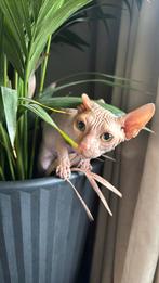 Sphynx kater, Meerdere dieren