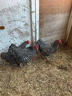 3 Amrock Krielkippen, Dieren en Toebehoren, Pluimvee, Vrouwelijk, Kip